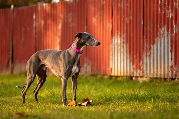 阳光草地上的灵缇犬站立姿态
