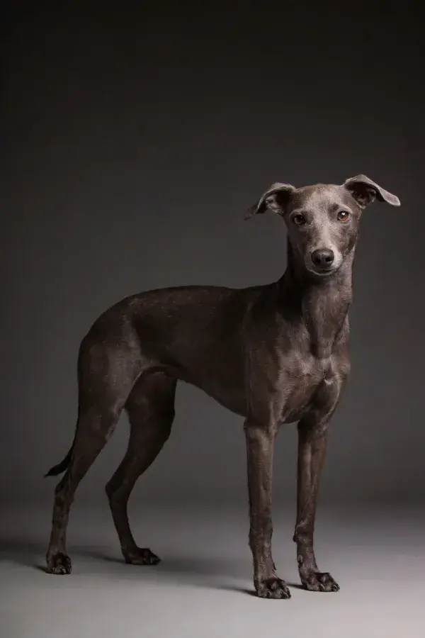 深色背景前的灵缇犬姿态