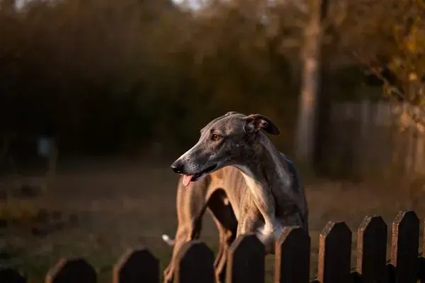 阳光下木栅旁的灵缇犬
