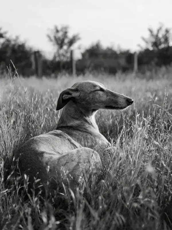 灵缇犬躺卧在草地场景