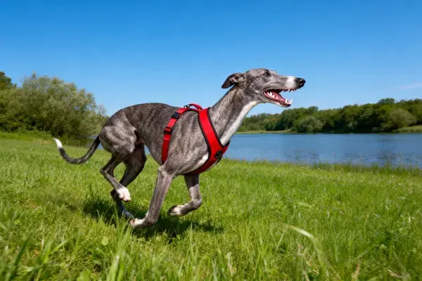 湖畔草地灵缇犬奔跑场景