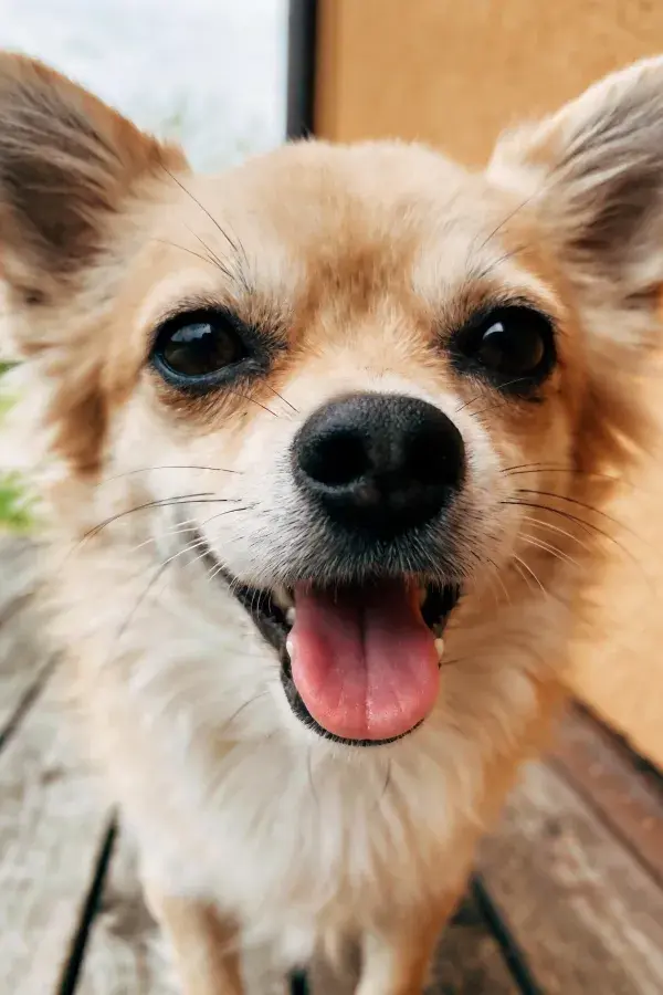 户外木质平台上的吉娃娃犬近景