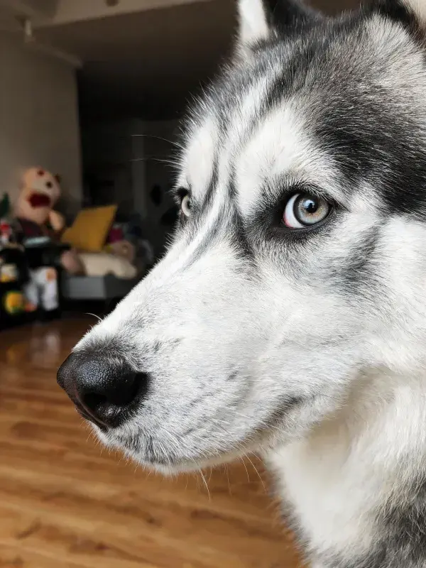 西伯利亚哈士奇犬室内特写