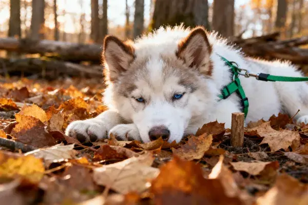 秋林落叶间的西伯利亚雪橇犬
