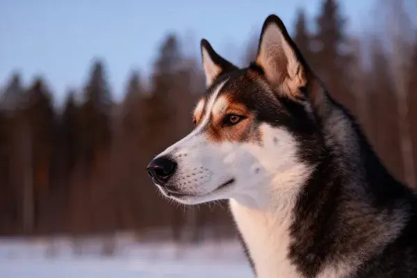 西伯利亚雪橇犬凝视远方