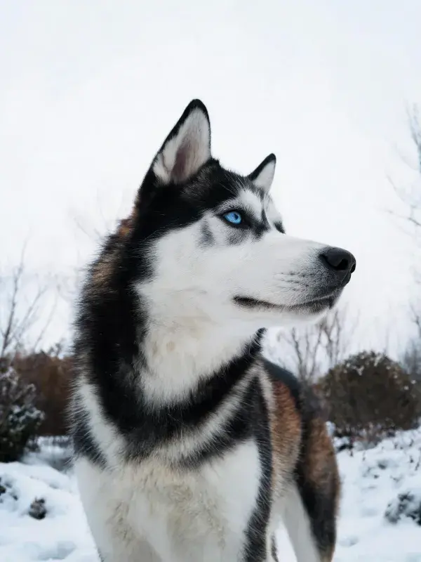 雪地中蓝眼西伯利亚雪橇犬特写