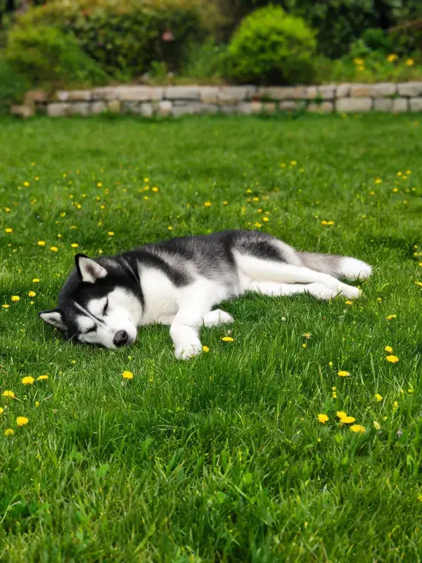 西伯利亚雪橇犬草地休憩