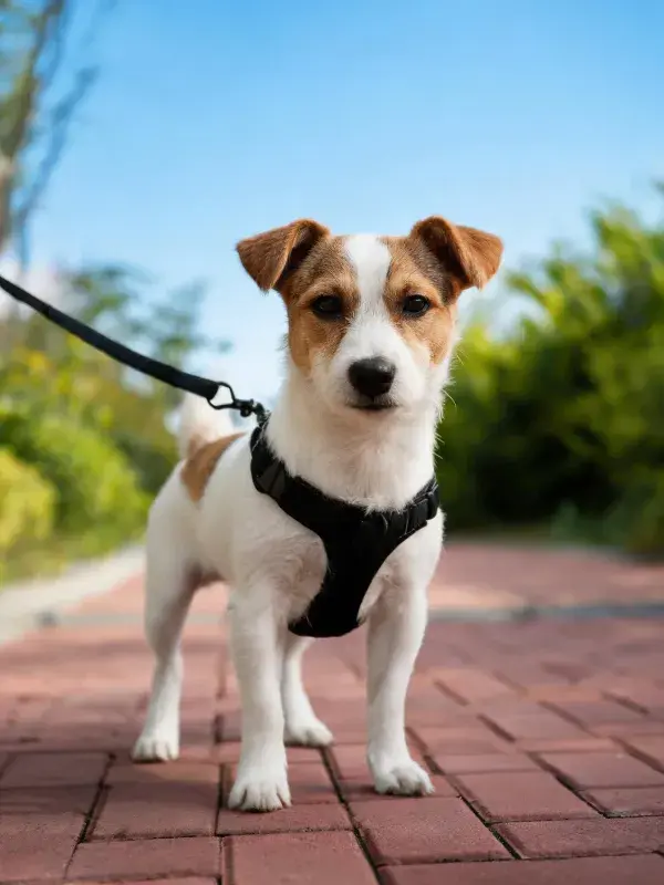 砖石步道上的杰克罗素梗犬