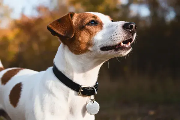 环境中杰克罗素梗犬的特写场景