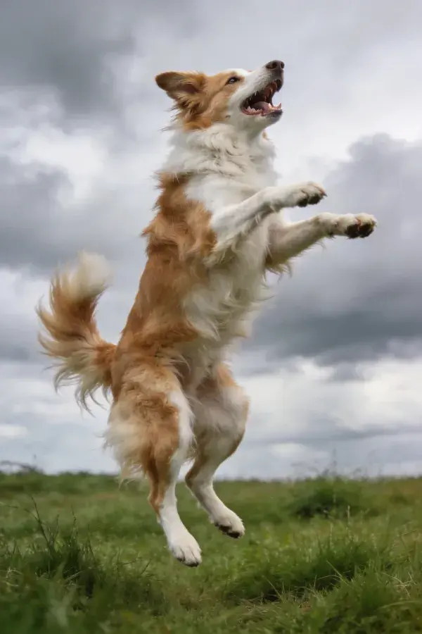 草地空中跳跃的边境牧羊犬
