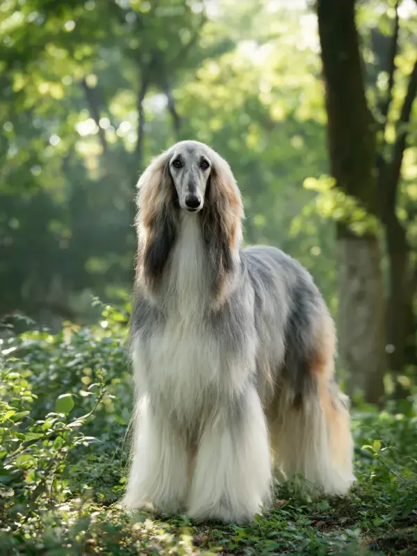 森林中站立观察的阿富汗猎犬