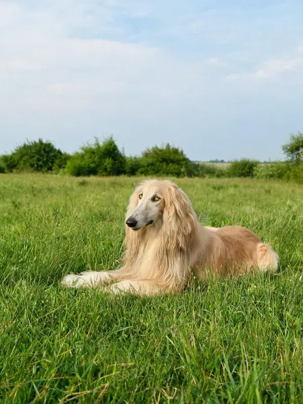 阿富汗猎犬草地静态特写