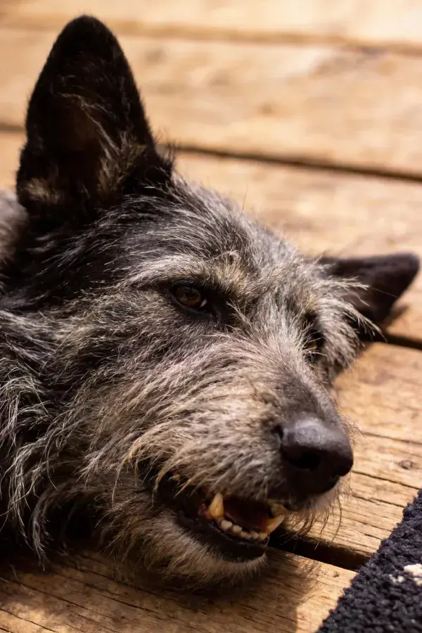 苏格兰梗犬在木制平台休息特写