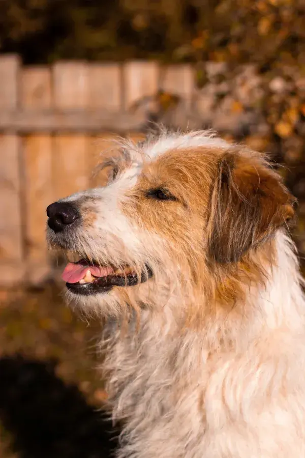 长毛混血牧羊犬户外特写