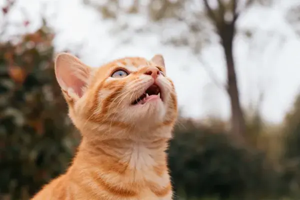 户外环境中的橘色短毛家猫特写镜头