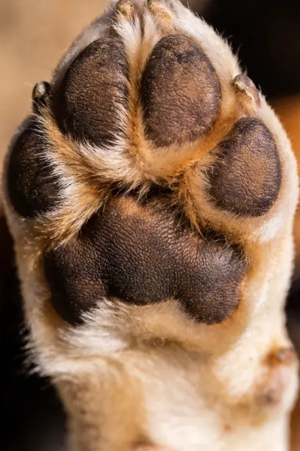 特写展示短毛家犬的爪垫