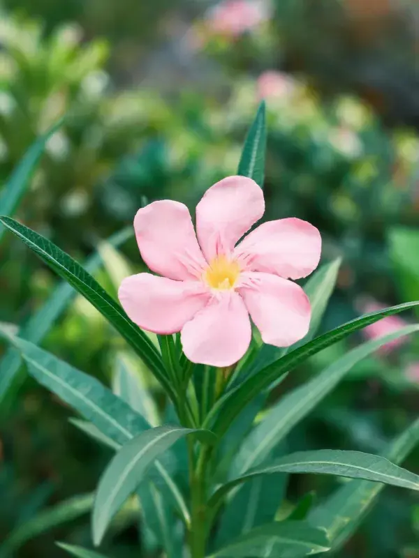 花园中粉色夹竹桃花的特写