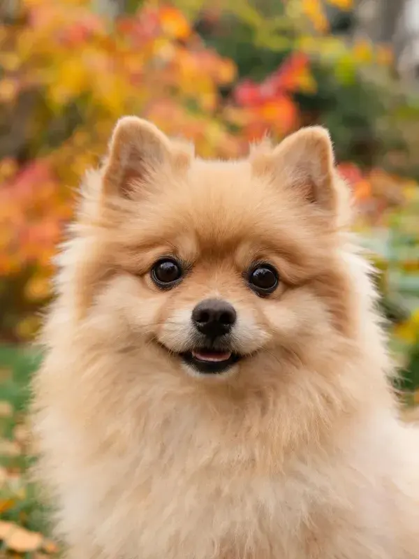 阳光下秋景中的博美犬特写