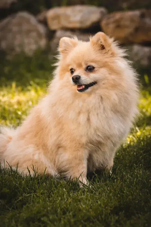 石墙前草地上的博美犬