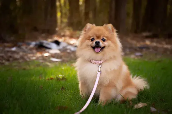 博美犬在林间草地的特写镜头