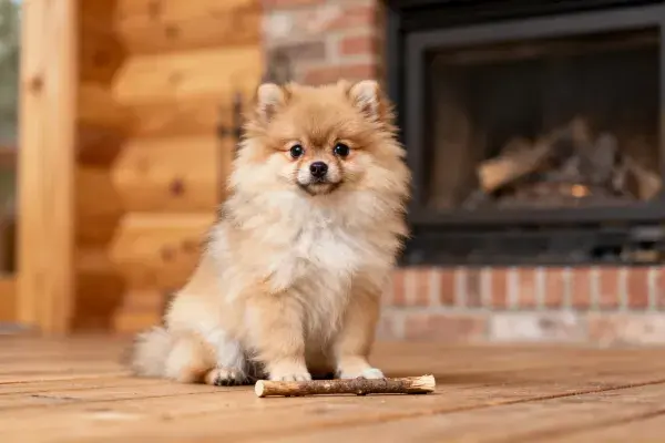 木屋内博美犬与小木棍
