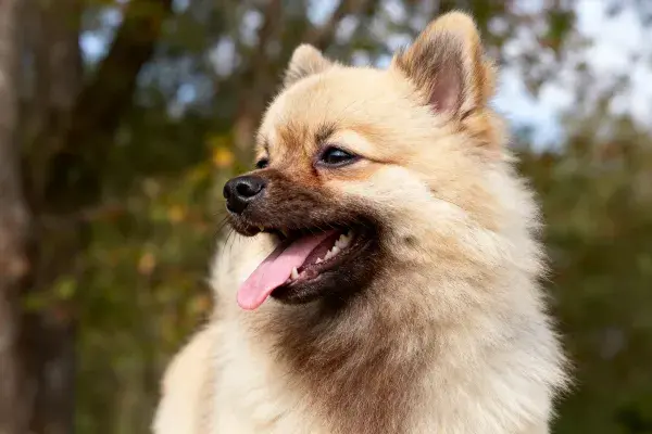 博美犬毛发与面部特写