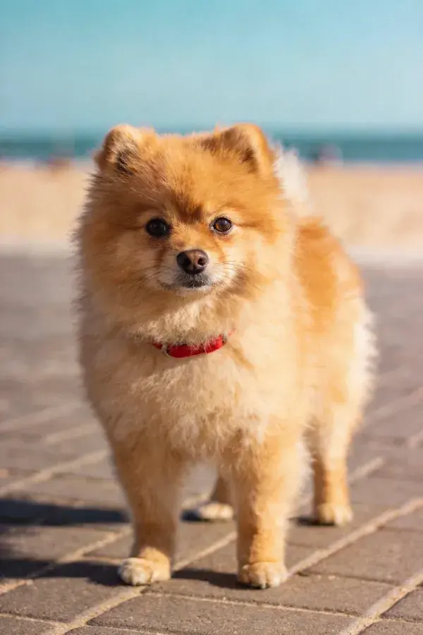 博美犬在户外砖石路面上的特写