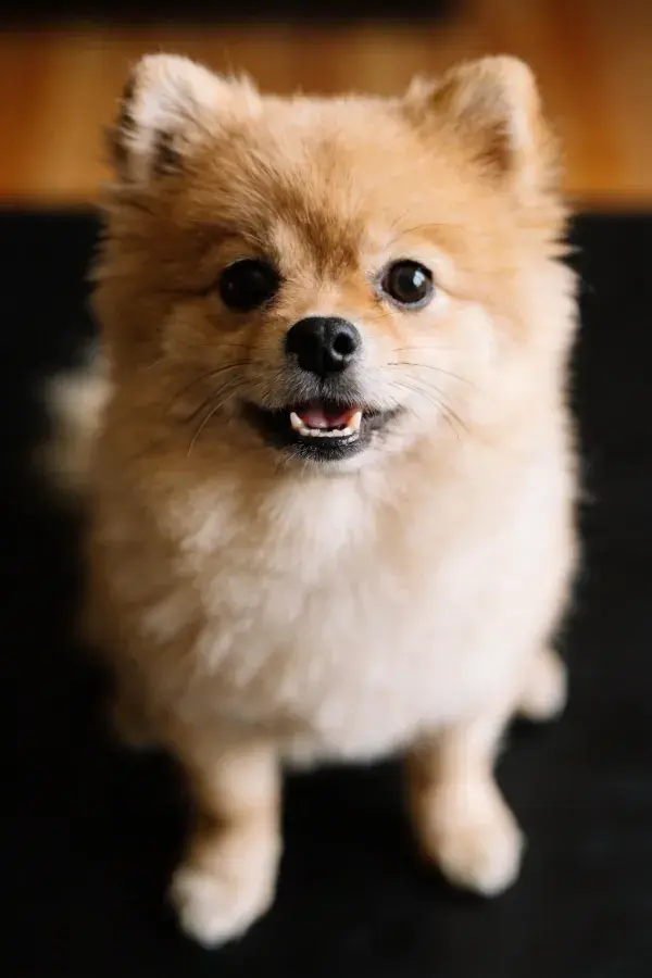 室内暖光下蓬松的博美犬特写