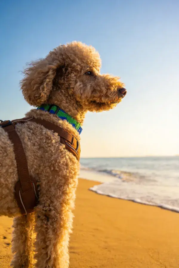 海滩上贵宾犬眺望海景