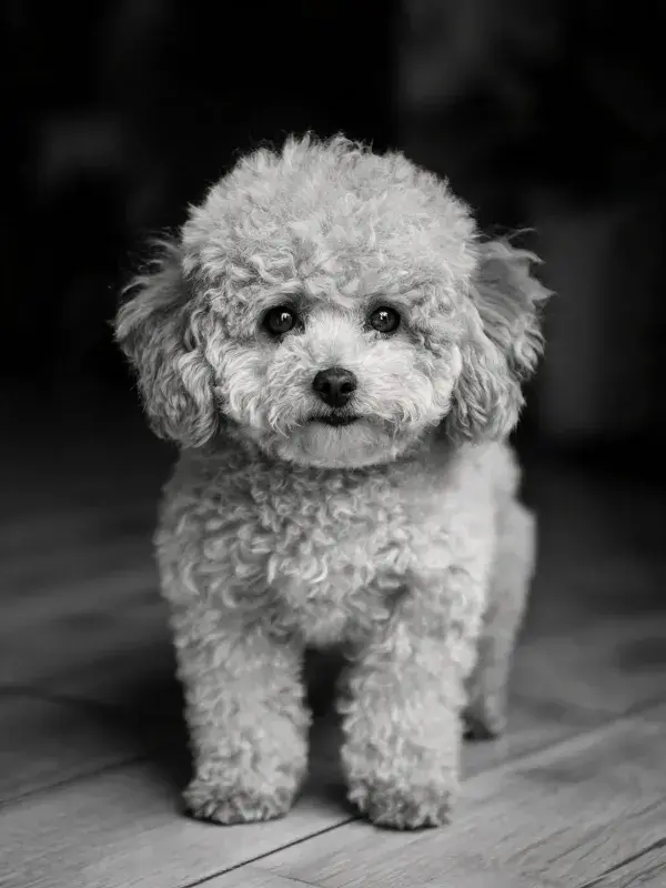 室内环境中卷毛贵宾犬的特写