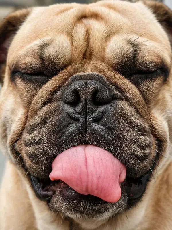 法国斗牛犬闭眼吐舌的特写