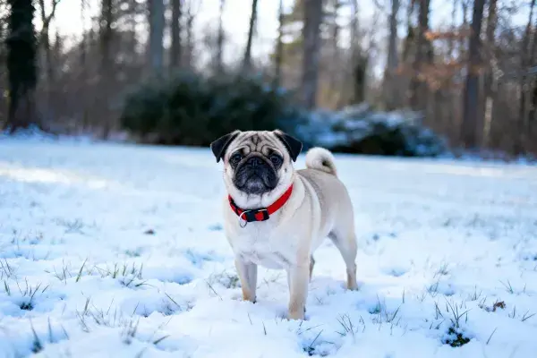 雪地中巴哥犬站立场景