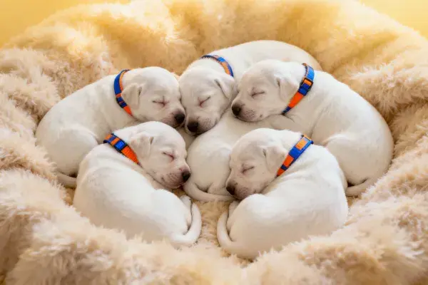 中入睡的白拉布拉多幼犬群