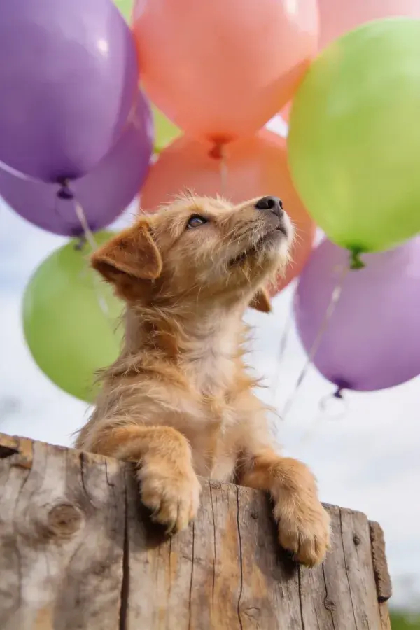 户外场景中短毛混种幼犬仰望彩球