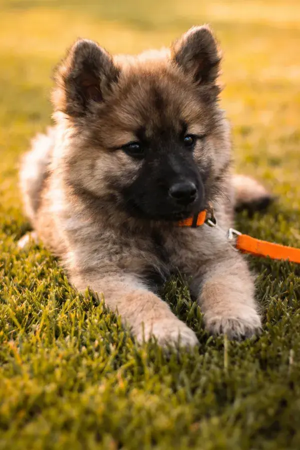 阳光草地上的凯斯洪德幼犬特写