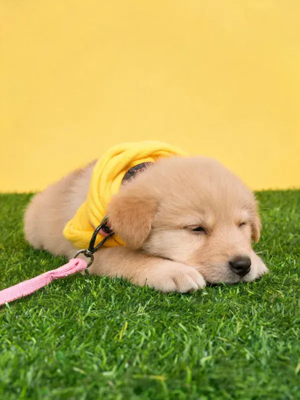 金毛幼犬躺卧在草坪上
