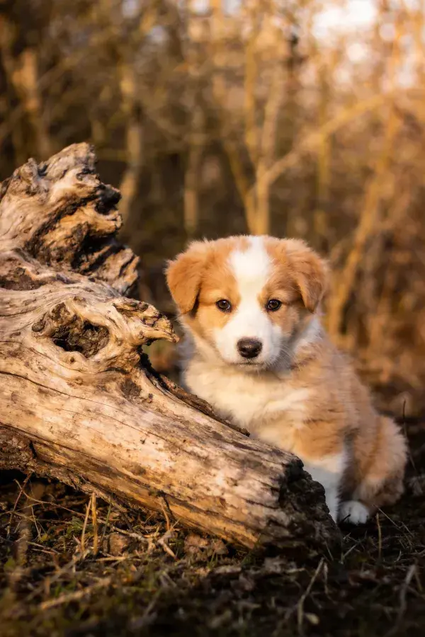 阴森树林中的柯基犬幼崽特写