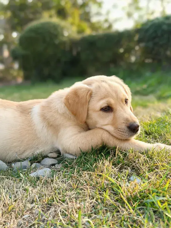 阳光草地上的拉布拉多幼犬