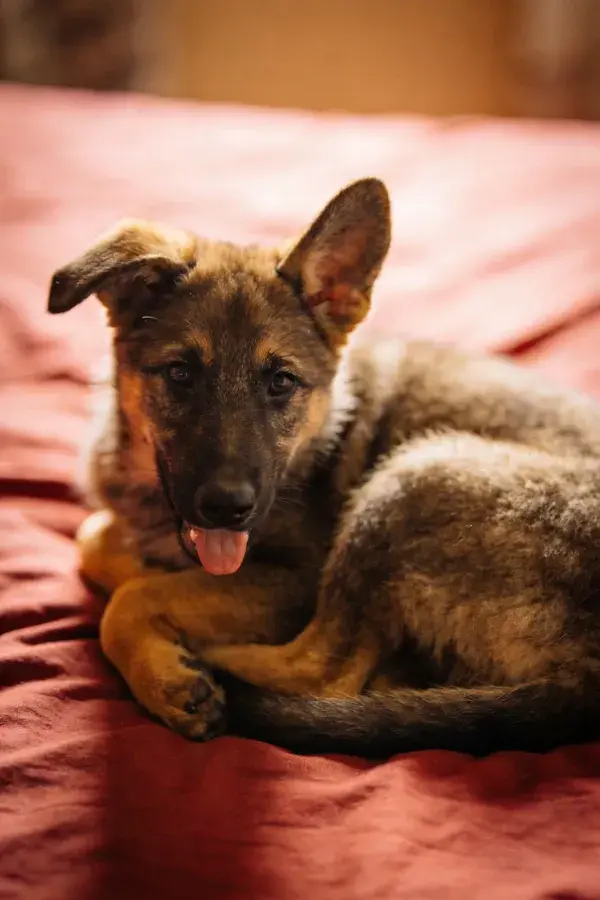 床上休息的德国牧羊犬幼犬
