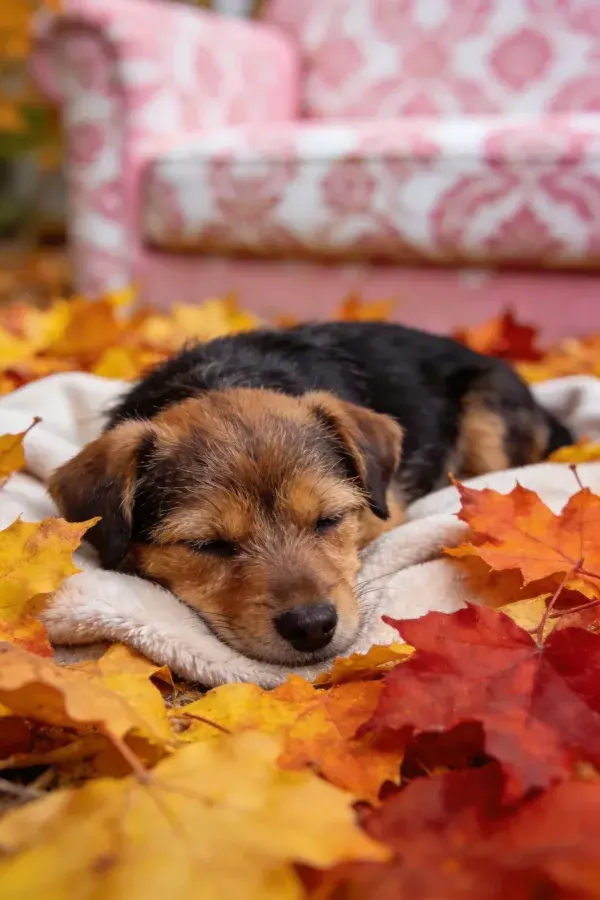 短毛混种梗犬卧于落叶间