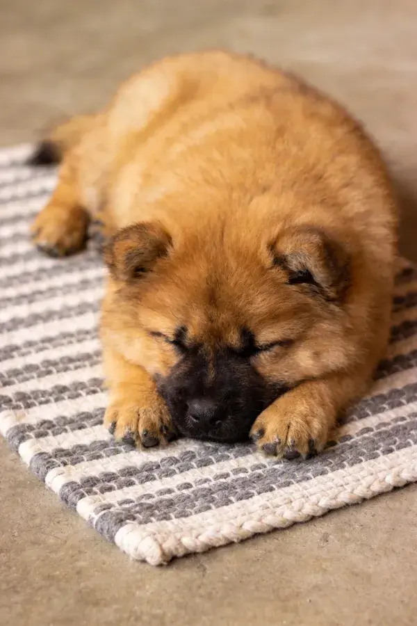 铺毯上的狮子犬幼犬休息场景