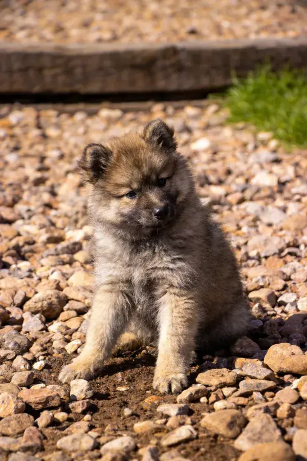 碎石地面上的幼犬特写