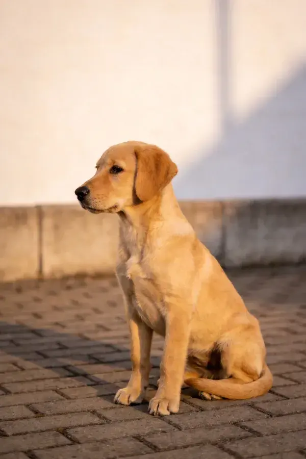 砖石路面上的黄色拉布拉多幼犬