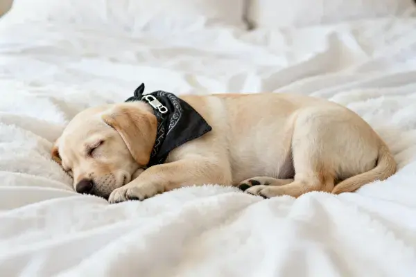 黄色拉布拉多幼犬在柔软床铺上休憩