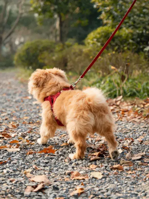 贵宾犬在碎石路上的行走