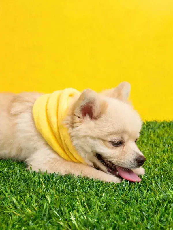 明黄色背景草地上的博美幼犬