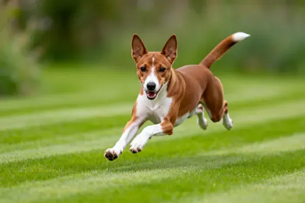 巴森吉犬在草坪上奔跑