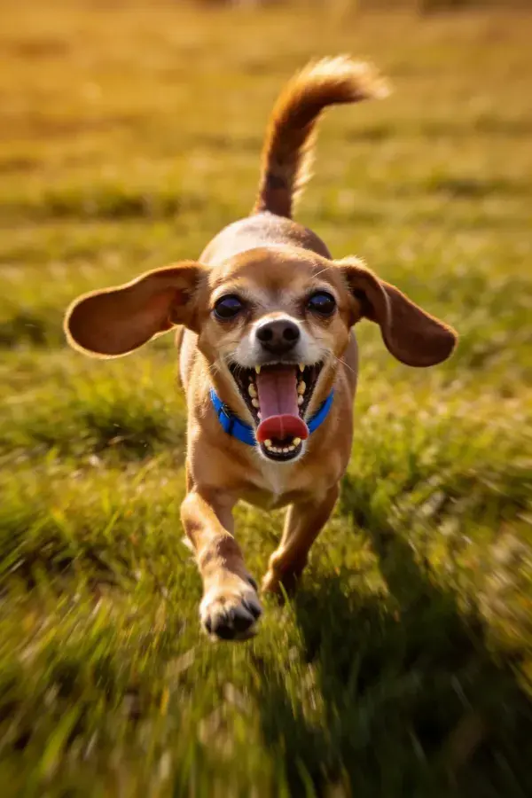 青草地上欢快奔跑的小型长耳犬