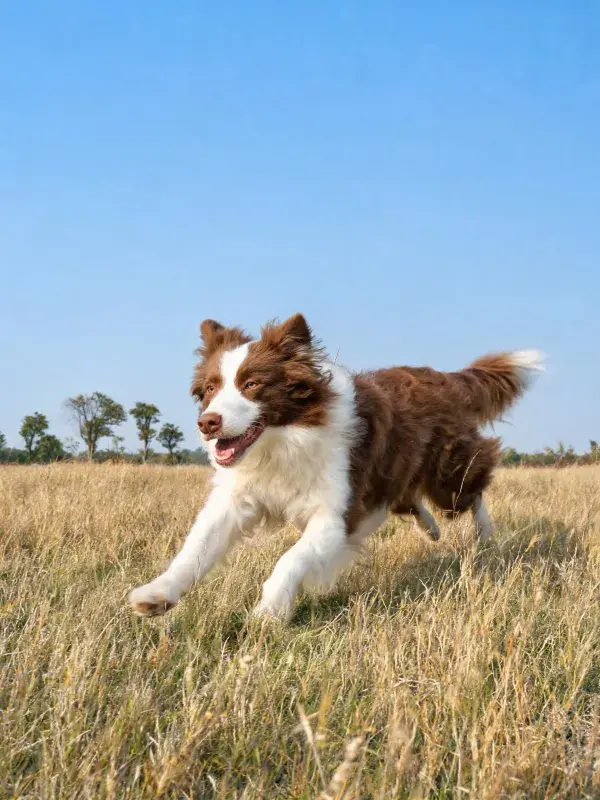 开阔草地上棕白相间的边境牧羊犬奔跑场景