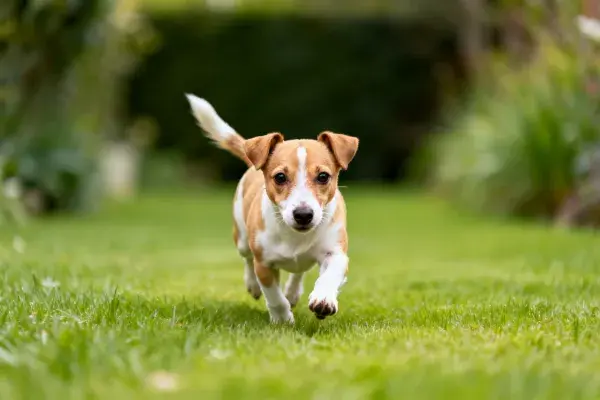 草地上的杰克罗素梗犬奔跑场景